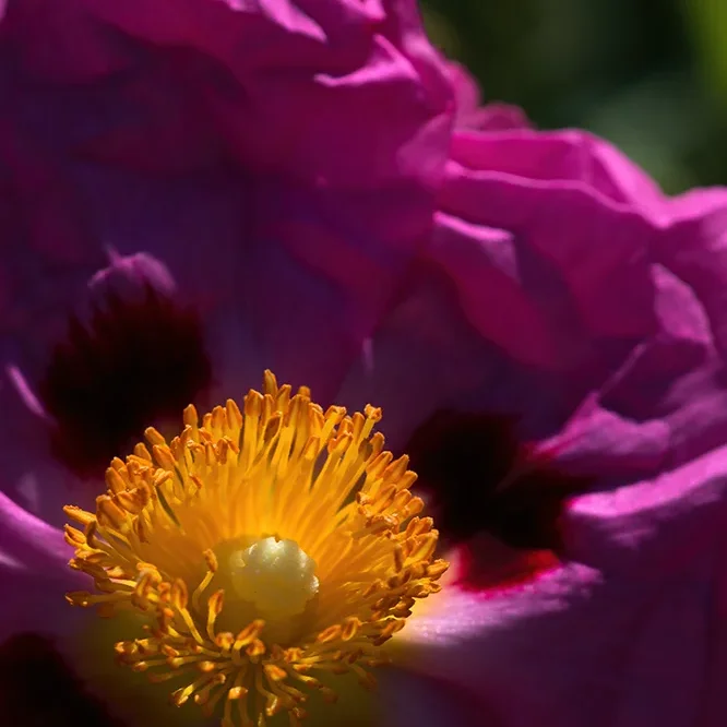 <strong>Flore #1525 - </strong> <small>© Rémy SALAÜN</small>