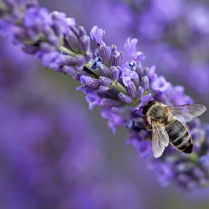 <strong>Animalité #1112 - </strong> <small>© Rémy SALAÜN</small>