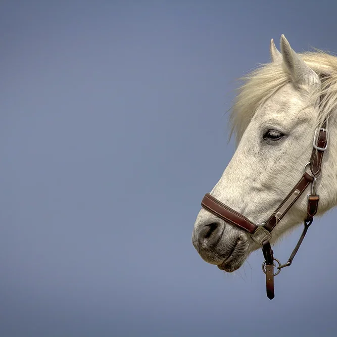 <strong>Animalité #1121 - </strong> <small>© Rémy SALAÜN</small>