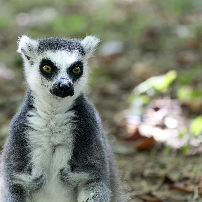 <strong>Animalité #1051 - </strong> <small>© Rémy SALAÜN</small>