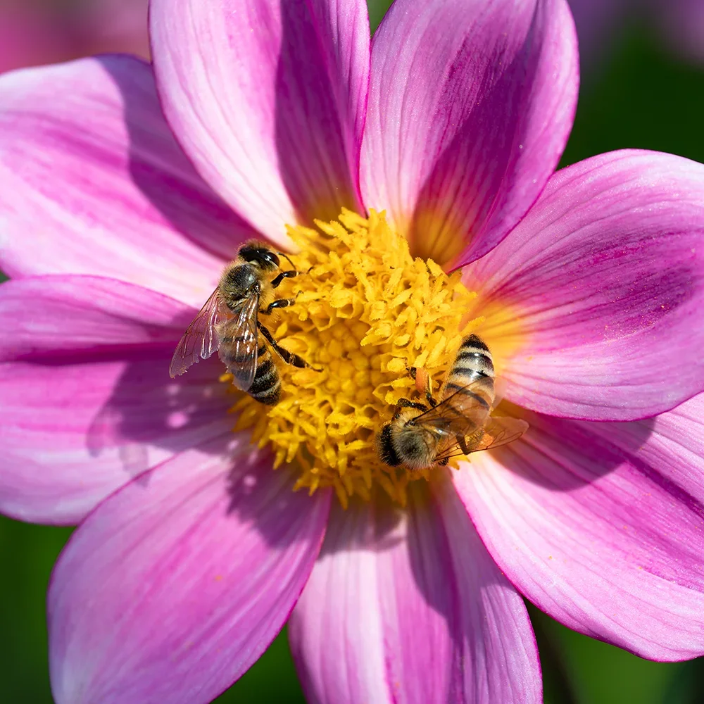 <strong>Animalité #1071 - </strong> <small>© Rémy SALAÜN</small>