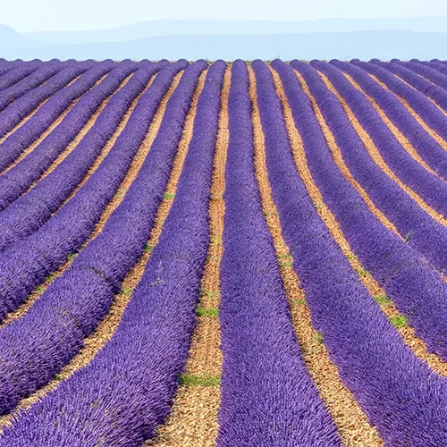 <strong>Paysages #1143 - Valensole | 04</strong> <small>© Rémy SALAÜN</small>