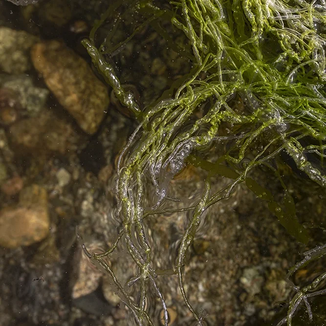 <strong>Vue Sur Mer #590 - Plougrescant | 22</strong> <small>© Rémy SALAÜN</small>