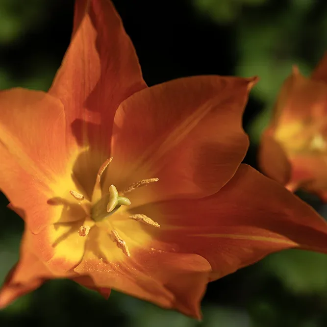 <strong>Flore #2710 - Château-Thierry | 02</strong> <small>© Rémy SALAÜN</small>