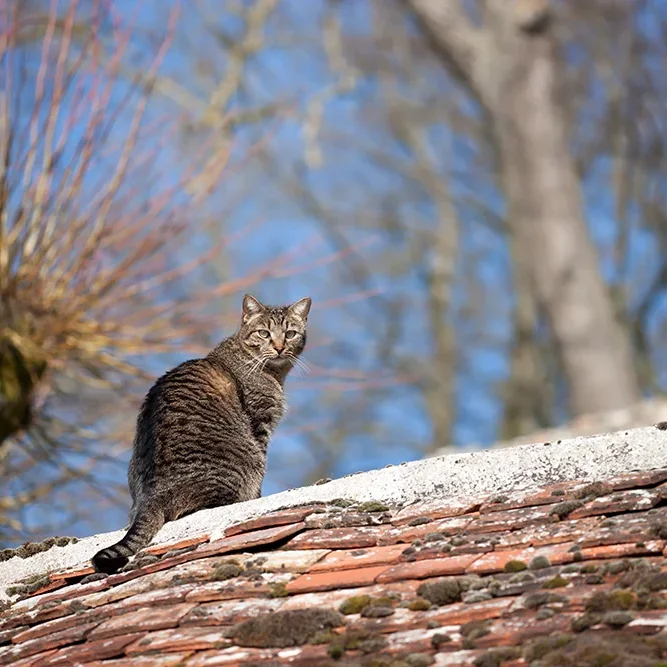 <strong>Animalité #1063 - </strong> <small>© Rémy SALAÜN</small>