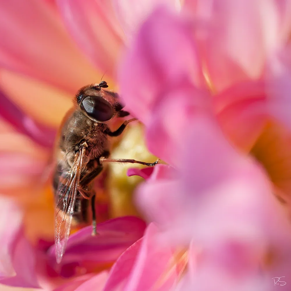 <strong>Animalité #1062 - </strong> <small>© Rémy SALAÜN</small>