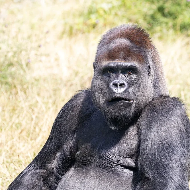 <strong>Animalité #1043 - </strong> <small>© Rémy SALAÜN</small>