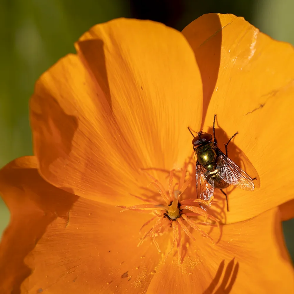 <strong>Animalité #1077 - </strong> <small>© Rémy SALAÜN</small>