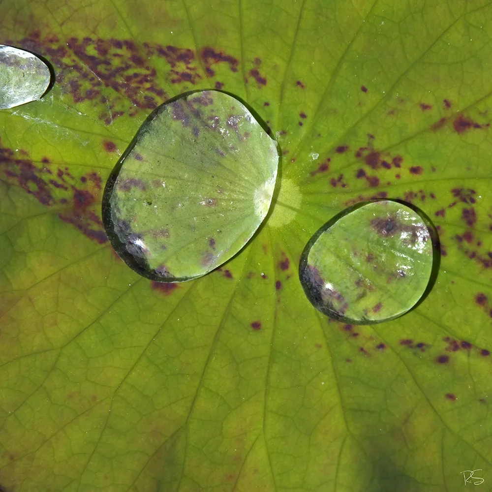 <strong>Fluides #1669 - </strong> <small>© Rémy SALAÜN</small>