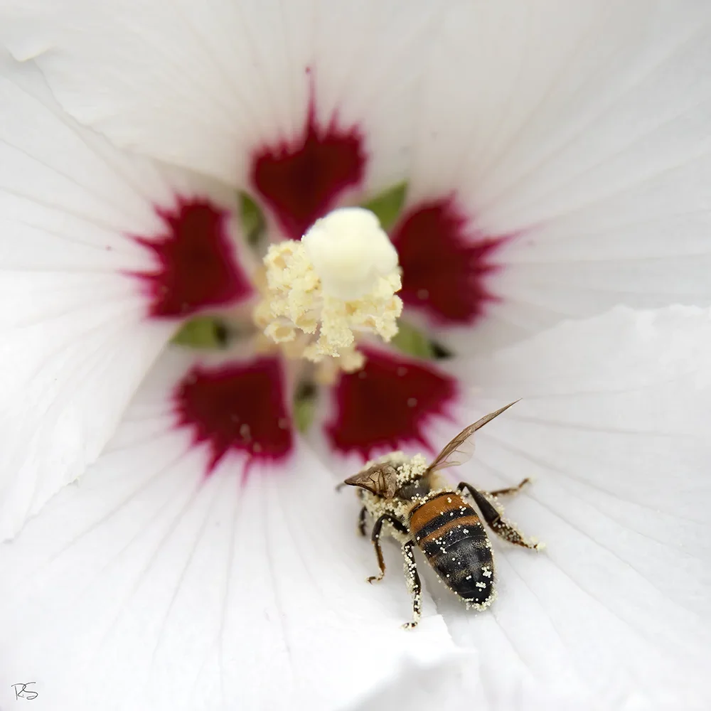 <strong>Animalité #1086 - </strong> <small>© Rémy SALAÜN</small>