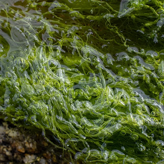 <strong>Vue Sur Mer #667 - Plévenon | 22</strong> <small>© Rémy SALAÜN</small>