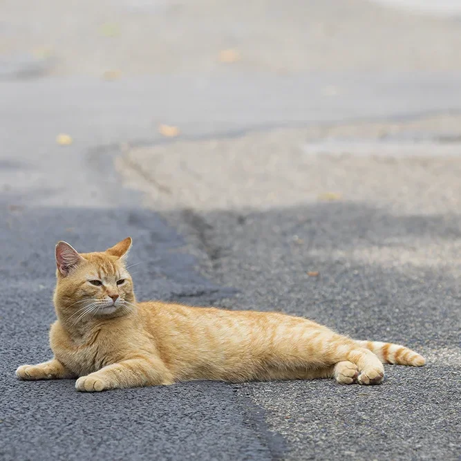 <strong>Animalité #1045 - </strong> <small>© Rémy SALAÜN</small>