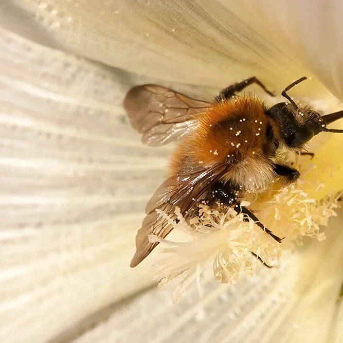 <strong>Animalité #1070 - </strong> <small>© Rémy SALAÜN</small>