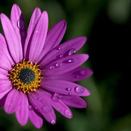 <strong>Flore #1526 - </strong> <small>© Rémy SALAÜN</small>