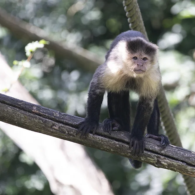 <strong>Animalité #1044 - </strong> <small>© Rémy SALAÜN</small>