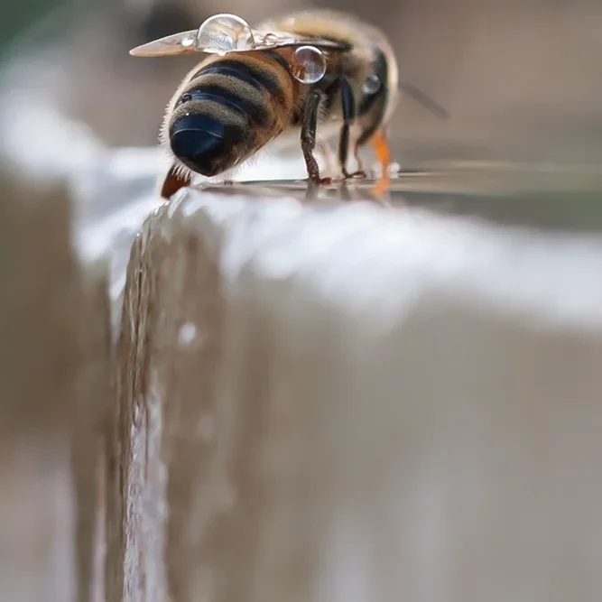 <strong>Animalité #1060 - </strong> <small>© Rémy SALAÜN</small>