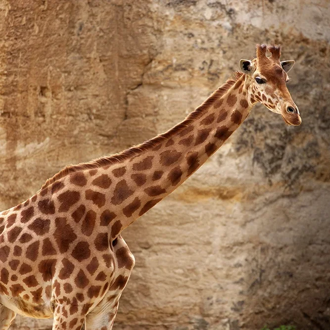 <strong>Animalité #1065 - </strong> <small>© Rémy SALAÜN</small>