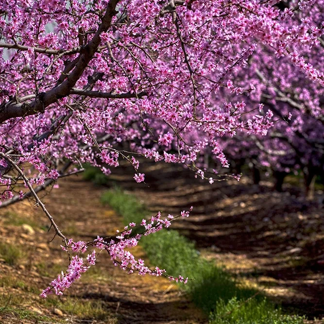 <strong>Paysages #1147 - Saint-Martin-de-Crau | 13</strong> <small>© Rémy SALAÜN</small>