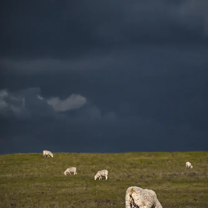 <strong>Animalité #1107 - </strong> <small>© Rémy SALAÜN</small>