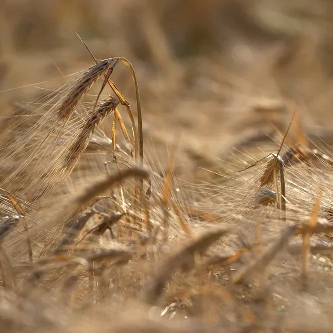 <strong>Paysages #1251 - Fossoy | 02</strong> <small>© Rémy SALAÜN</small>