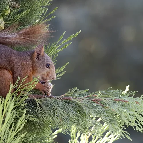 <strong>Animalité #1114 - </strong> <small>© Rémy SALAÜN</small>