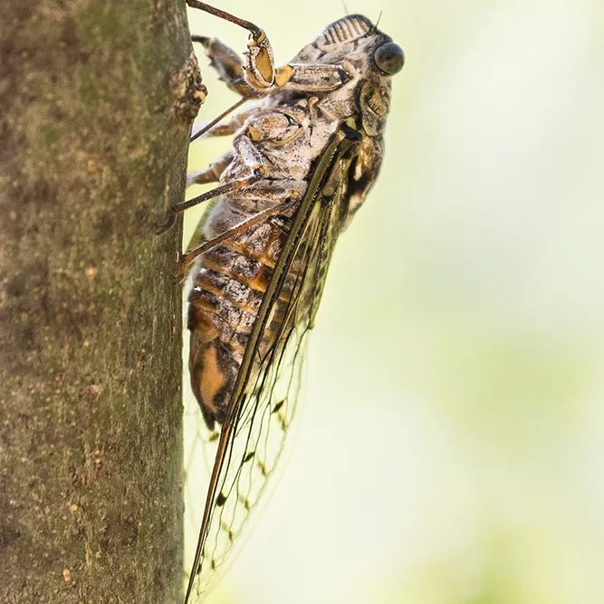 <strong>Animalité #1108 - </strong> <small>© Rémy SALAÜN</small>