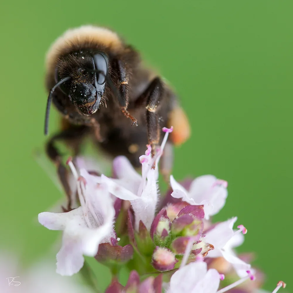 <strong>Animalité #1059 - </strong> <small>© Rémy SALAÜN</small>