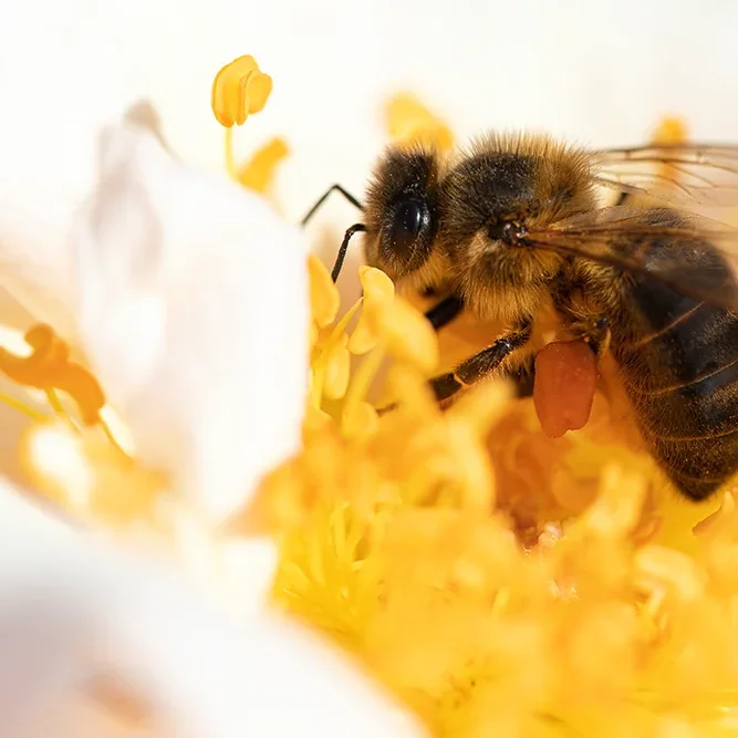 <strong>Animalité #1082 - </strong> <small>© Rémy SALAÜN</small>