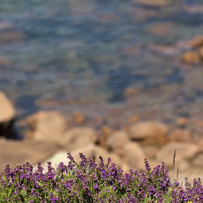 <strong>Vue Sur Mer #592 - Plougrescant | 22</strong> <small>© Rémy SALAÜN</small>