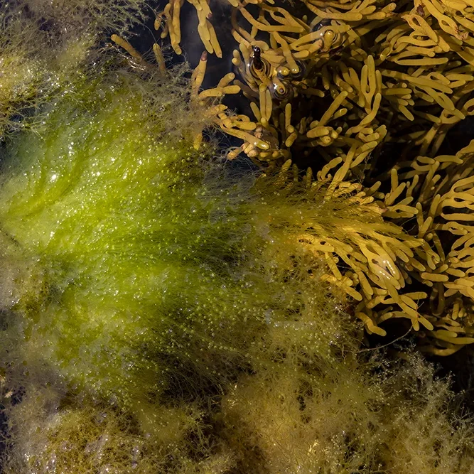 <strong>Vue Sur Mer #703 - Plévenon | 22</strong> <small>© Rémy SALAÜN</small>