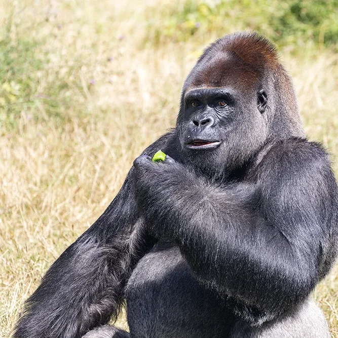 <strong>Animalité #1052 - </strong> <small>© Rémy SALAÜN</small>