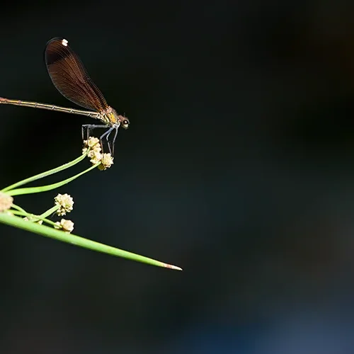 <strong>Animalité #1105 - </strong> <small>© Rémy SALAÜN</small>