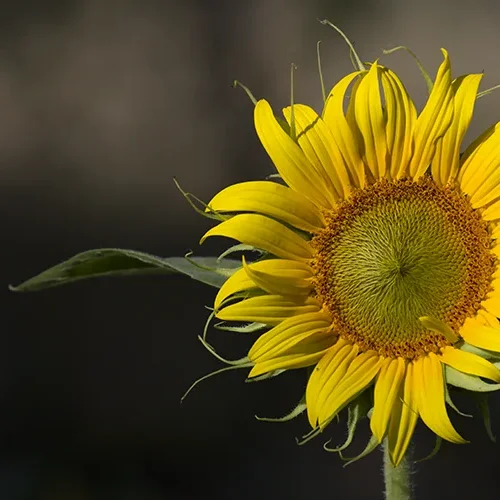 <strong>Paysages #1540 - Puyricard | 13</strong> <small>© Rémy SALAÜN</small>