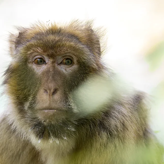 <strong>Animalité #1048 - </strong> <small>© Rémy SALAÜN</small>