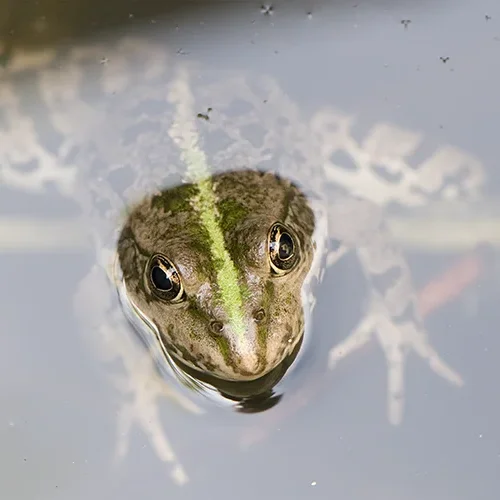 <strong>Animalité #1091 - </strong> <small>© Rémy SALAÜN</small>