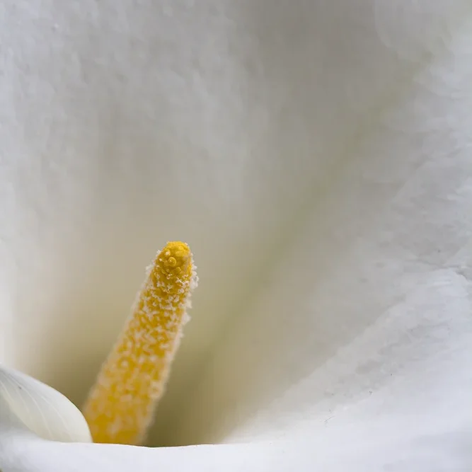 <strong>Flore #1520 - </strong> <small>© Rémy SALAÜN</small>