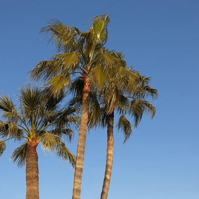 <strong>Paysages #1695 - Nice | 06</strong> <small>© Rémy SALAÜN</small>