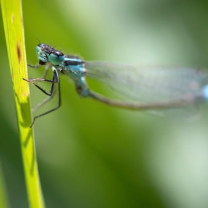 <strong>Animalité #1080 - </strong> <small>© Rémy SALAÜN</small>