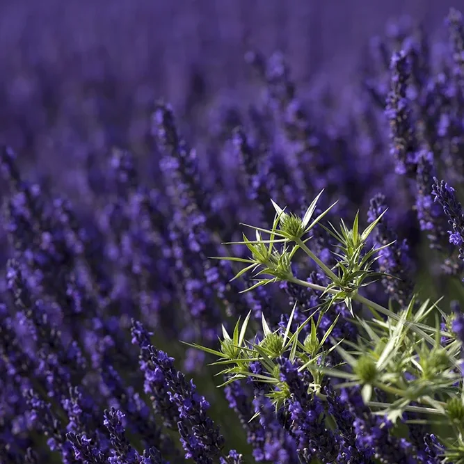 <strong>Paysages #1142 - Valensole | 04</strong> <small>© Rémy SALAÜN</small>