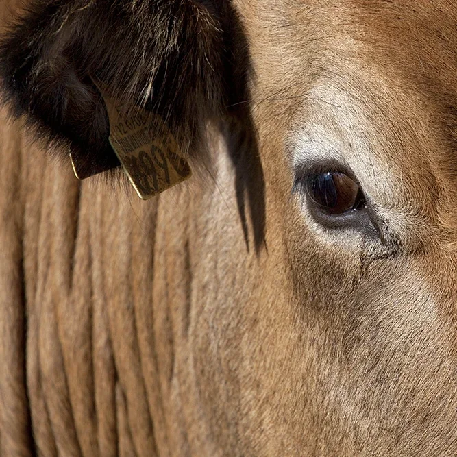 <strong>Animalité #1100 - </strong> <small>© Rémy SALAÜN</small>