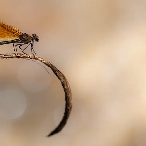 <strong>Animalité #1088 - </strong> <small>© Rémy SALAÜN</small>