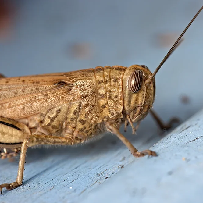 <strong>Animalité #1104 - </strong> <small>© Rémy SALAÜN</small>