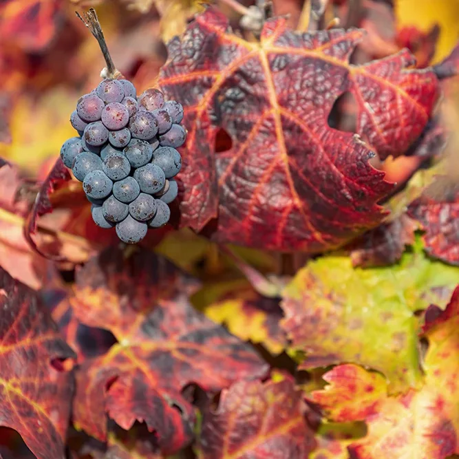 <strong>Paysages #1176 - Brasles | 02</strong> <small>© Rémy SALAÜN</small>