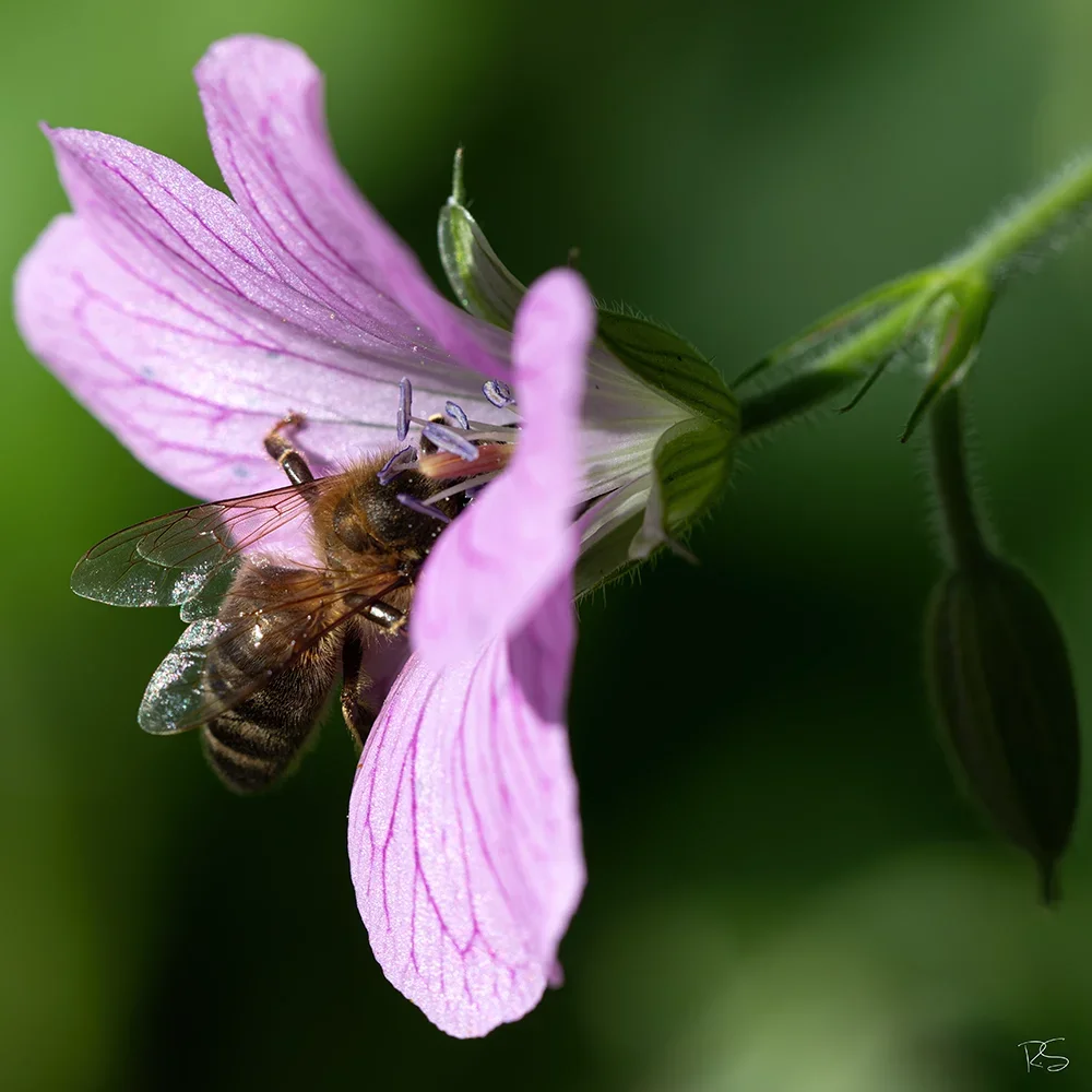 <strong>Animalité #1079 - </strong> <small>© Rémy SALAÜN</small>