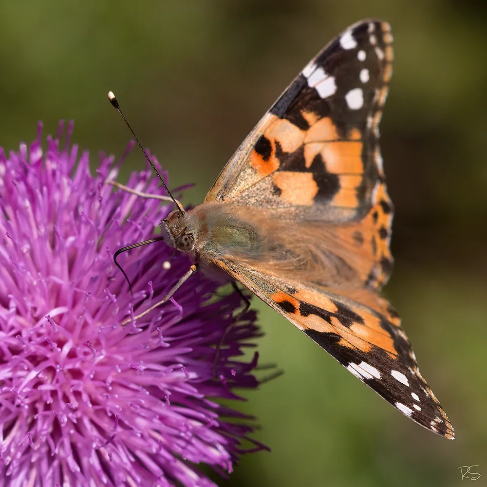 <strong>Animalité #1116 - </strong> <small>© Rémy SALAÜN</small>