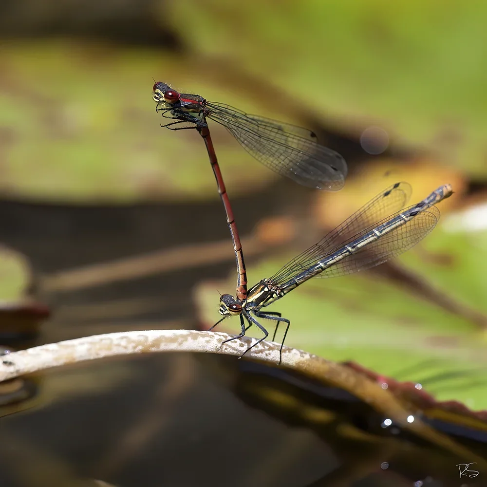 <strong>Animalité #1111 - </strong> <small>© Rémy SALAÜN</small>