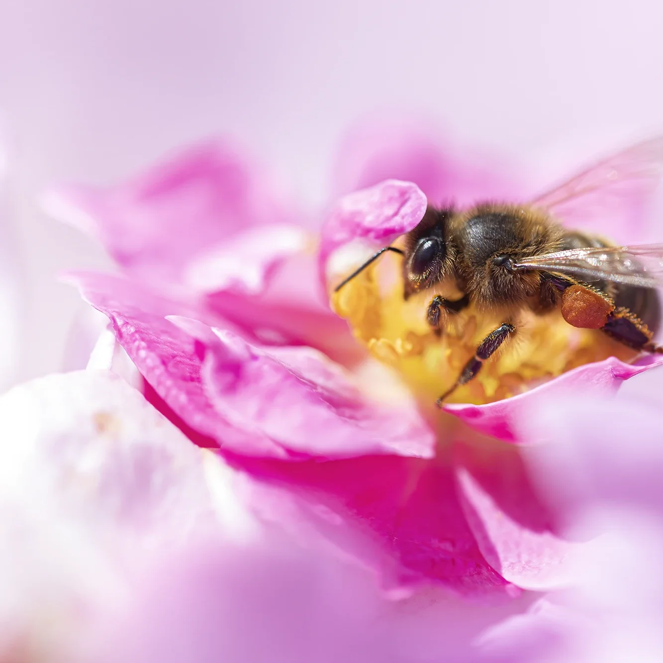 <strong>Animalité #1087 - </strong> <small>© Rémy SALAÜN</small>