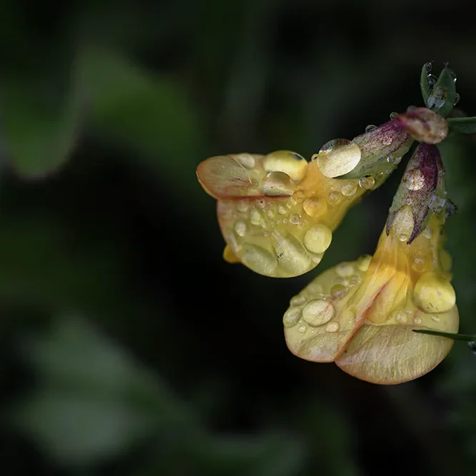 <strong>Après la Pluie #2473 - </strong> <small>© Rémy SALAÜN</small>