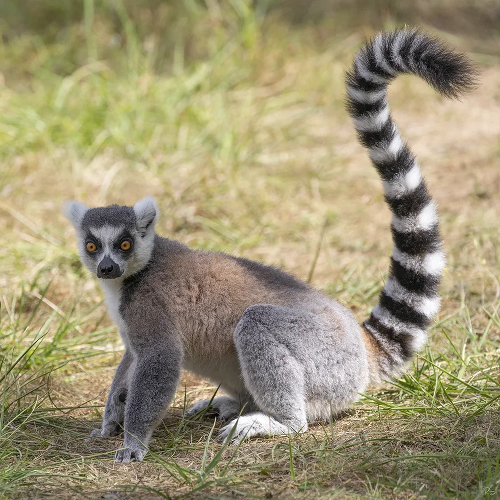 <strong>Animalité #1090 - </strong> <small>© Rémy SALAÜN</small>