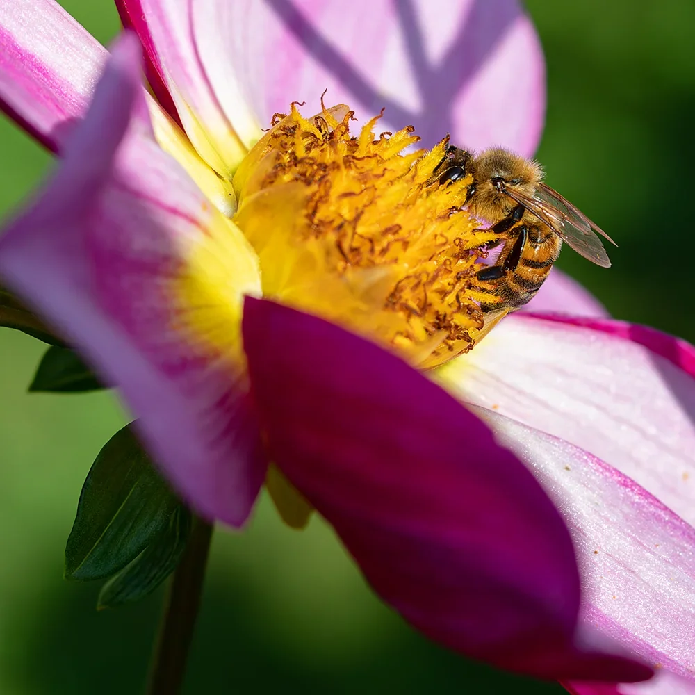 <strong>Animalité #1073 - </strong> <small>© Rémy SALAÜN</small>